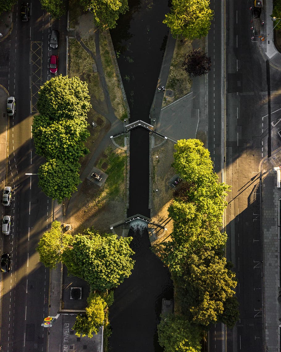 birds eye view of trees, aerial view of trees near body of water HD wallpaper