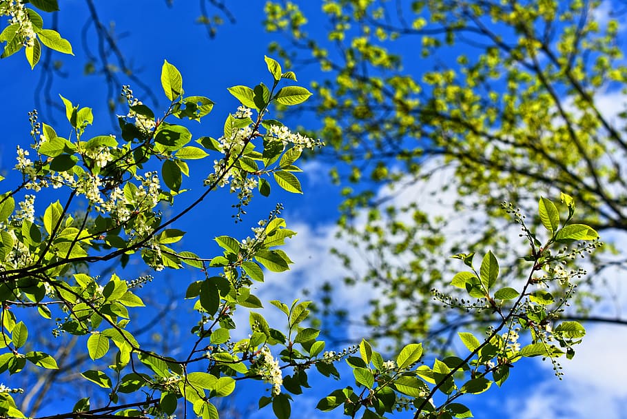 tree, branch, blossom, flowering tree, spring bloom, new green HD wallpaper