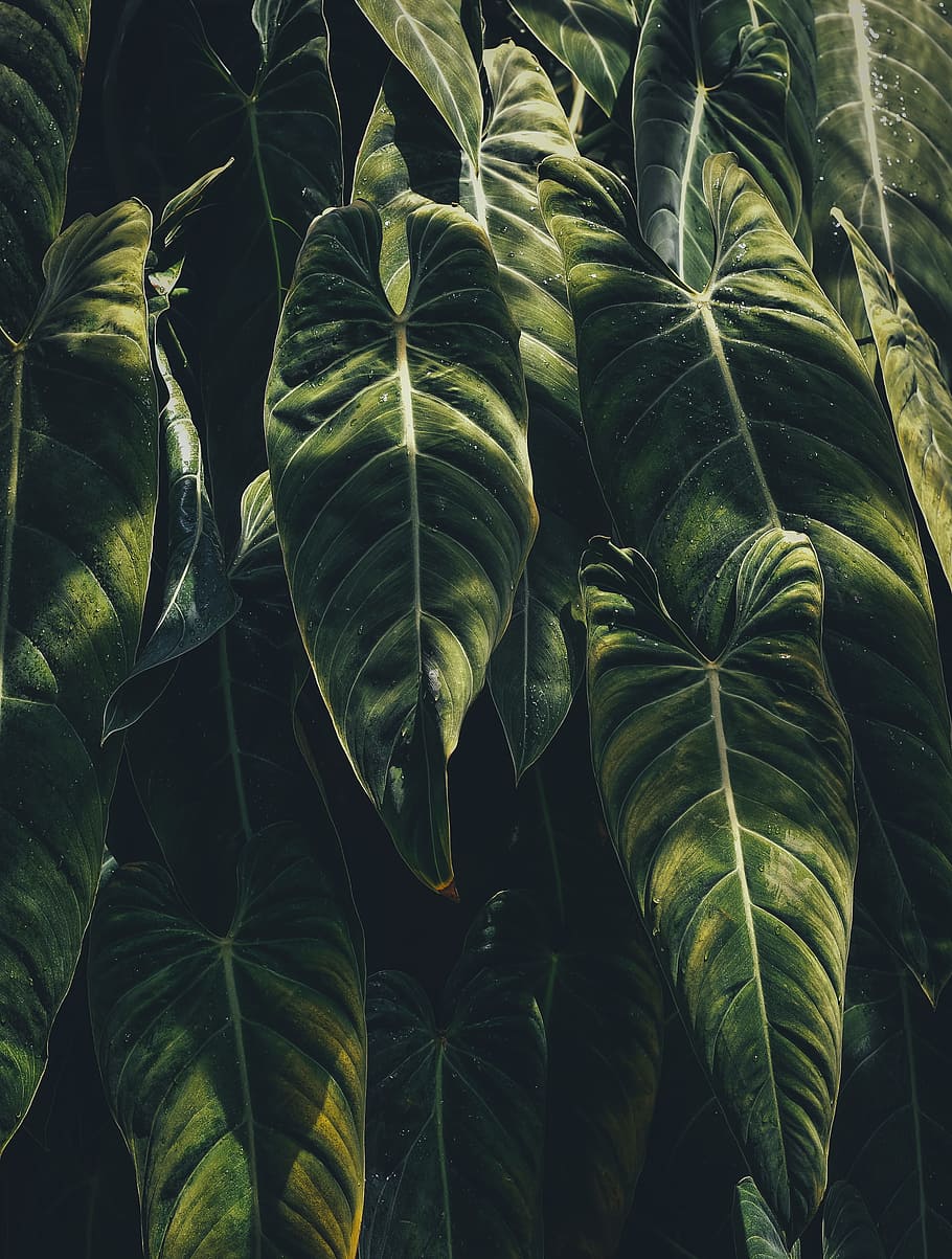 green leaf plants, close shot of green leaves, close up photography HD wallpaper