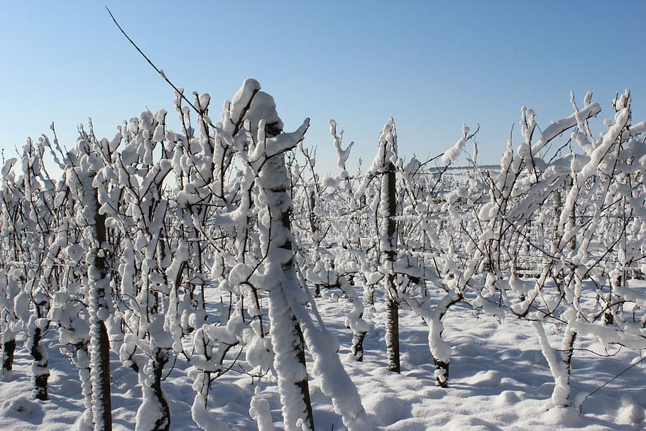 snow, winter, icy, cold, landscape, white, snowy, wine, vine HD wallpaper