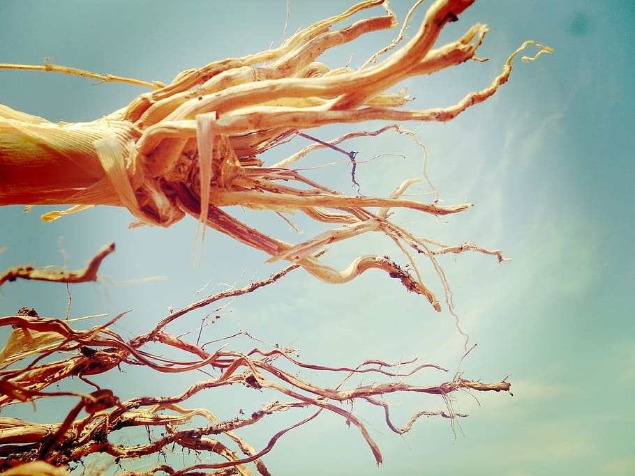 jowar, root, farming, plant, nature, tree, close-up, day, branch HD wallpaper