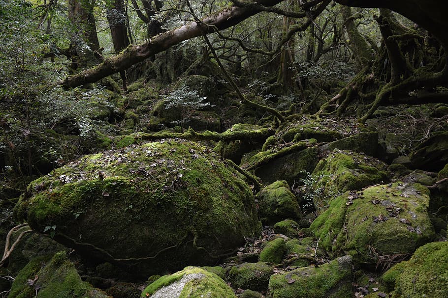 green and brown rocks under green trees during daytime, yakushima island