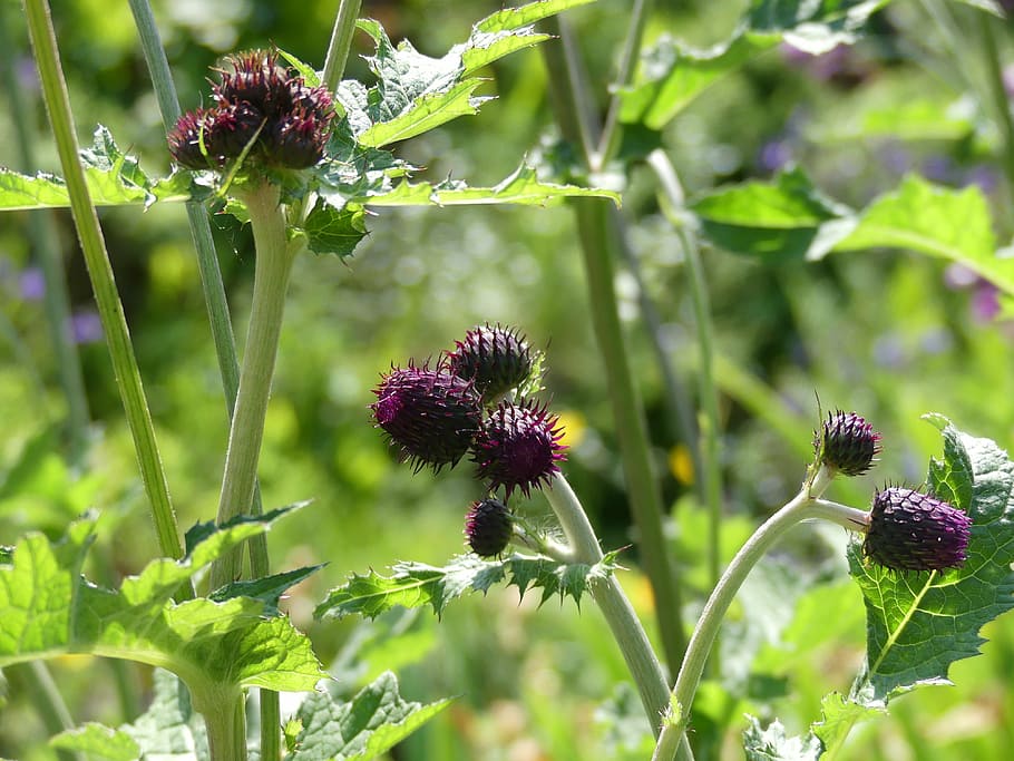 flower, thistle, purple, plant, beauty in nature, flowering plant HD wallpaper