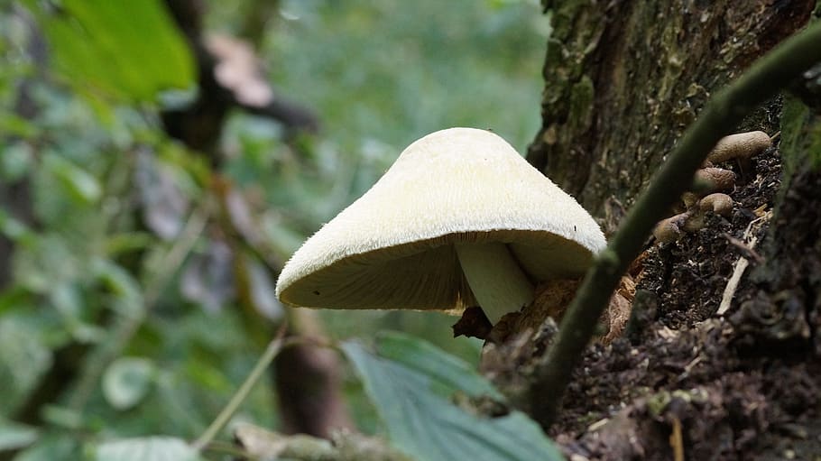 sponge, forest, tree, on the tree, nature, slovakia, mushroom HD wallpaper