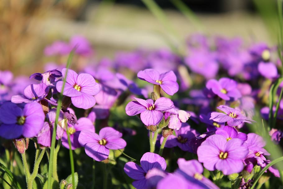 Blossom, Spring, Nature, Bloom, purple, flower, plant, growth HD wallpaper