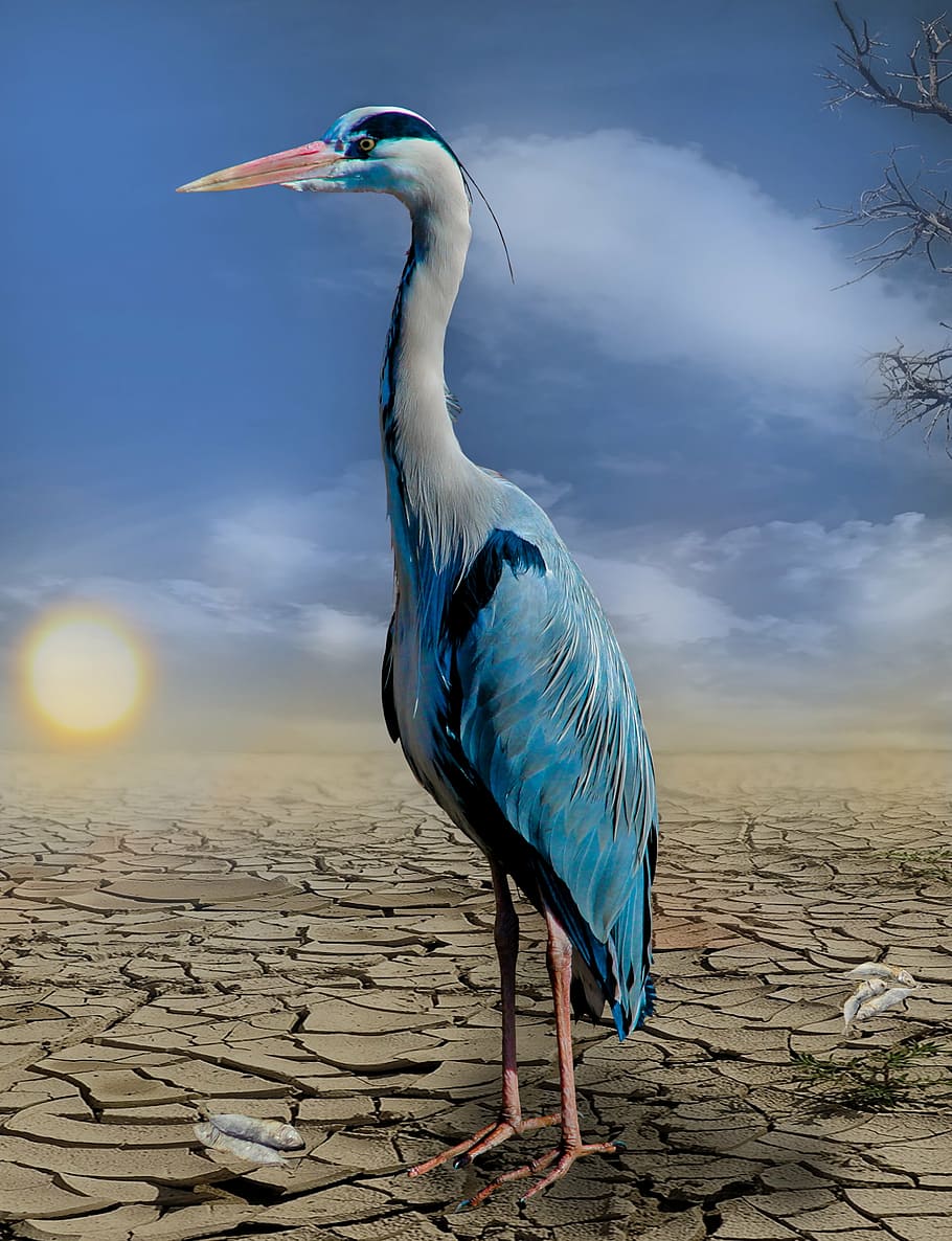 white and blue egret photo, heron, fish, drought, hunger, dehydrated HD wallpaper