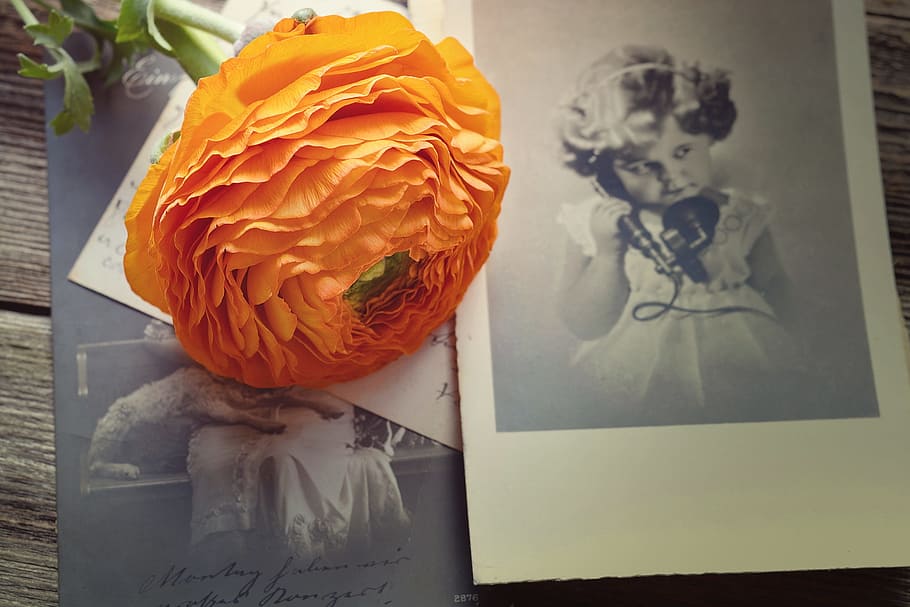 orange ranunculus flower on top of card, blossom, bloom, petals