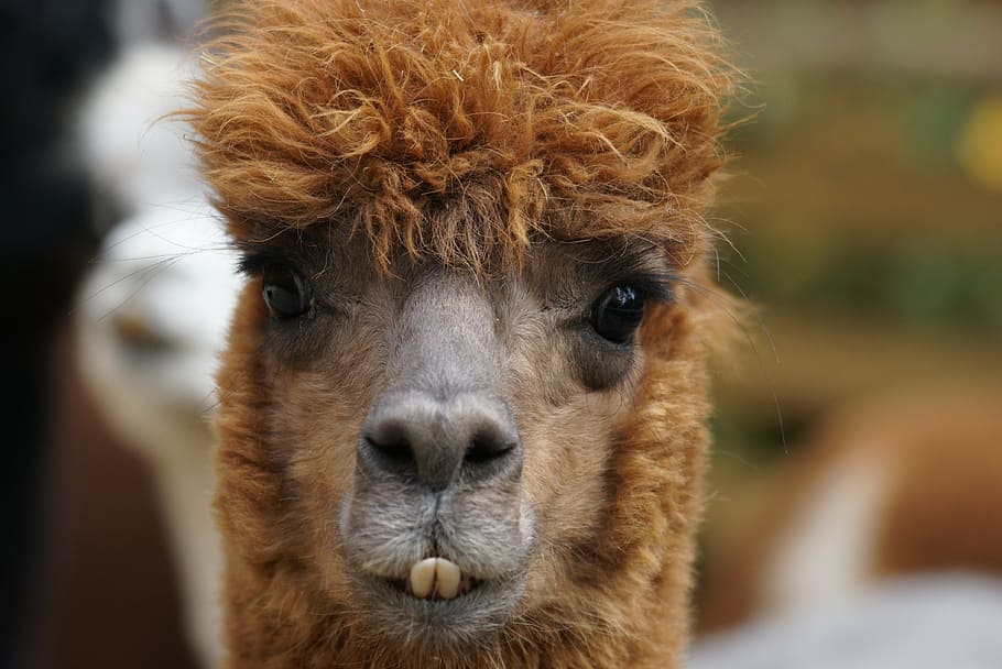 selective focus photography of brown alpaca, andes, wool, fluffy HD wallpaper