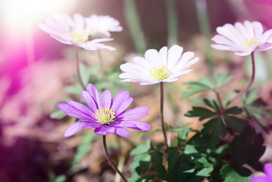 selective photography of white and purple petaled flowers, daisy HD wallpaper