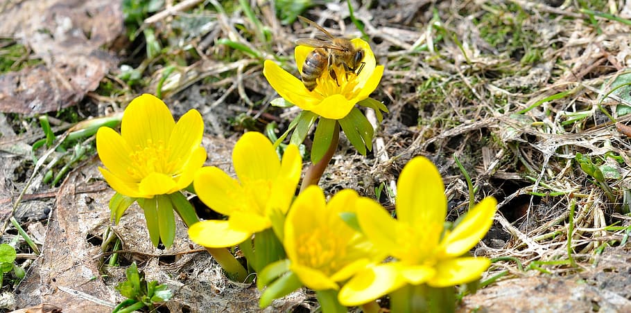 winter linge, bee, insect, flowers, blossom, bloom, yellow, HD wallpaper