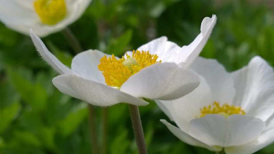 spring, sunshine, flower, white, nature, plant, close-up, petal HD wallpaper