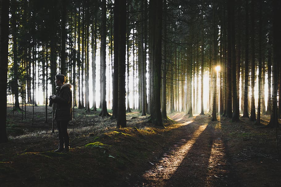 trees, plants, nature, forest, green, grass, people, man, camera HD wallpaper