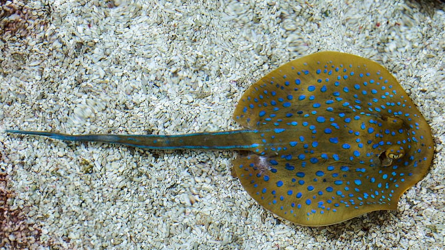 stingray on ocean floor, fish, sea, animal, marine, bluespotted ribbontail ray, HD wallpaper