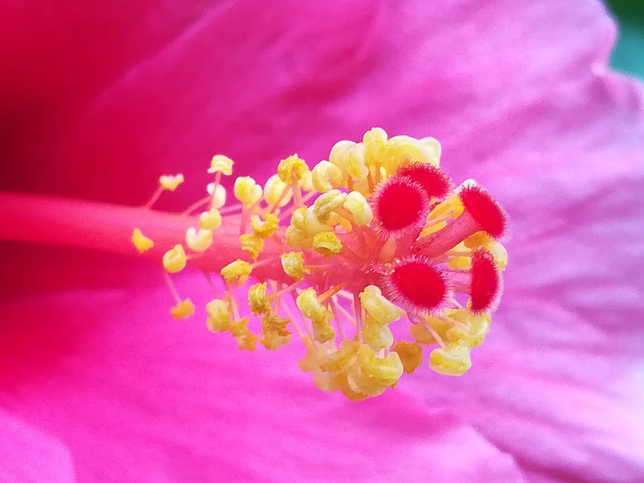 pollen, flowers, yellow, flowering plant, freshness, fragility HD wallpaper