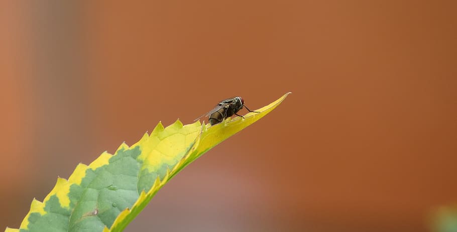 macro, insect, fly, armenia, leaf, animal wildlife, animal themes HD wallpaper