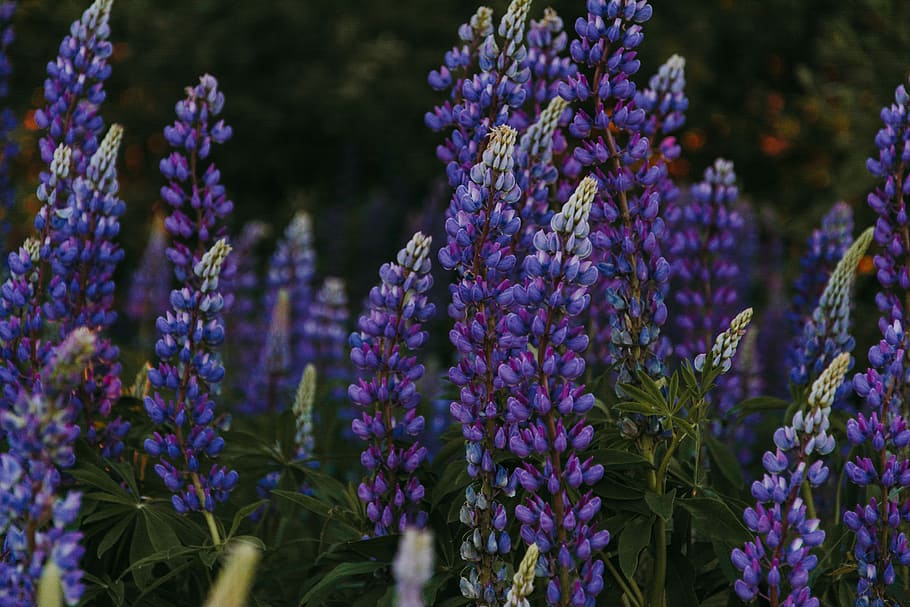 purple and white flowers, purple lupines flower macro photography HD wallpaper