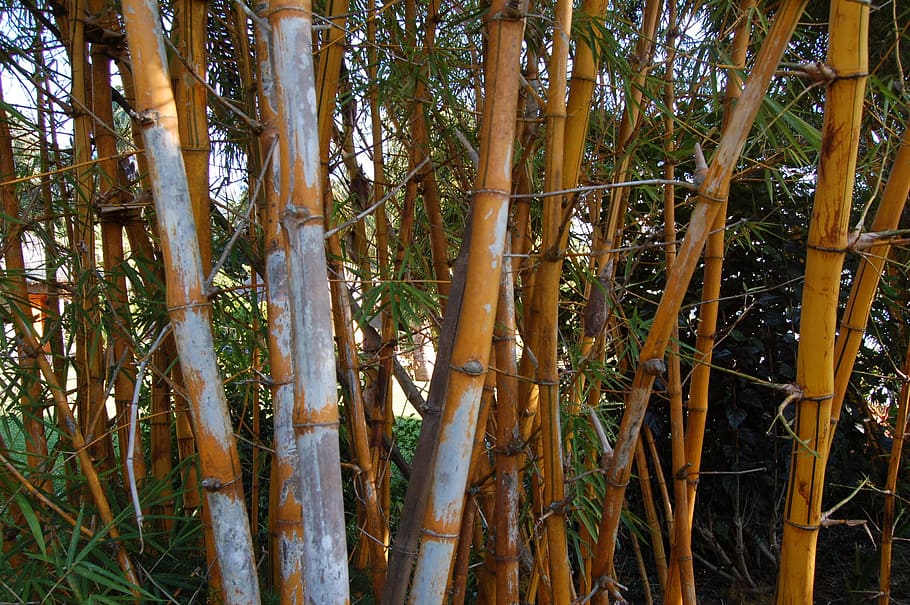 Bamboo, Tree, Forest, nature, bamboo - plant, day, outdoors HD wallpaper