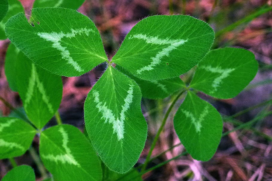 Cloverleaf, Shamrocks, Nature, luck, flora, floral, green color HD wallpaper