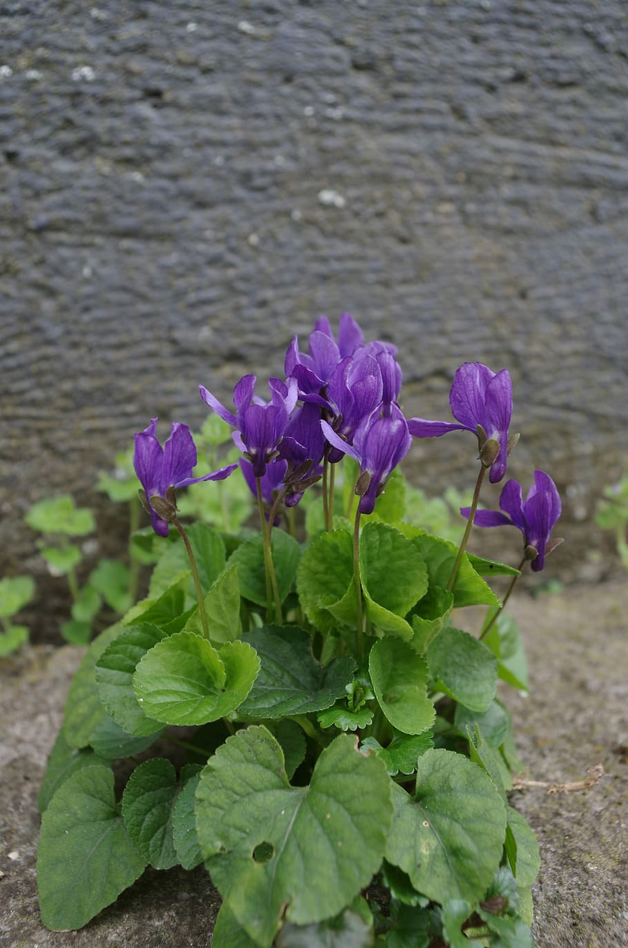 Violets, Flowers, Plantlets, purple, no people, growth, nature HD wallpaper