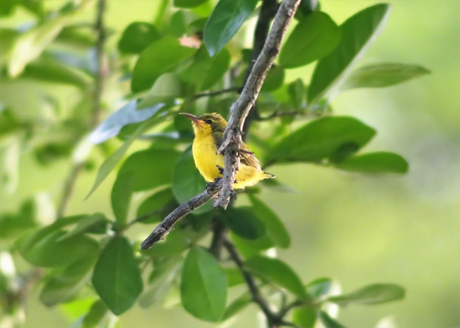 nature, bird, tree, leaf, outdoors, little, wildlife, animal HD wallpaper