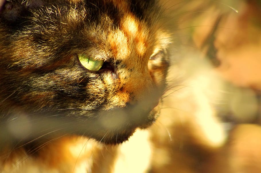 Cat, Beast, Pet, Light, Eyes, Wild, domestic cat, feline, pets HD wallpaper