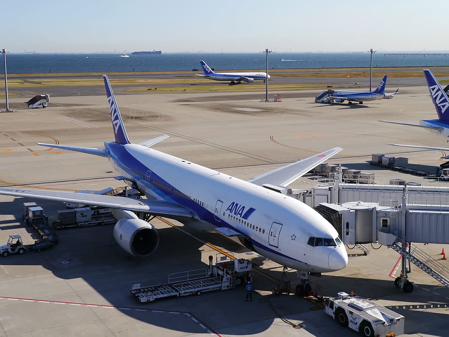 white and blue Ana airplane, haneda, haneda airport, jet, terminal
