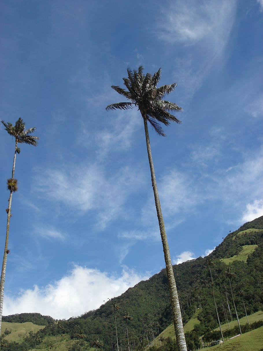 palmas, sky, clouds, landscape, plant, tree, palm tree, tropical climate HD wallpaper