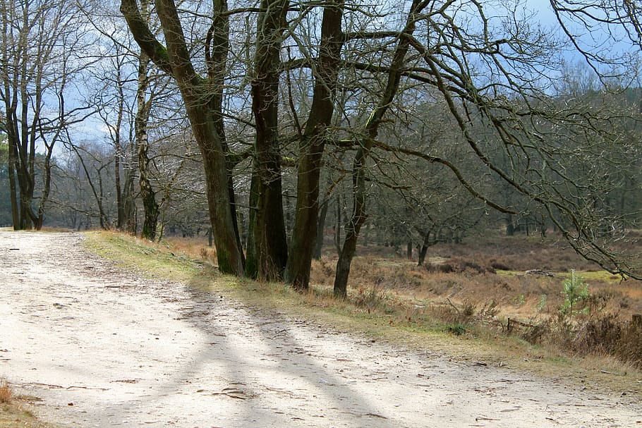 forest path, trees, autumn, idyll, plant, the way forward, direction HD wallpaper