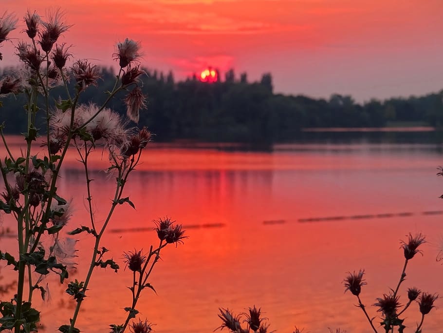 landscape photo of body of water, sunset, thistle, lake, sky HD wallpaper