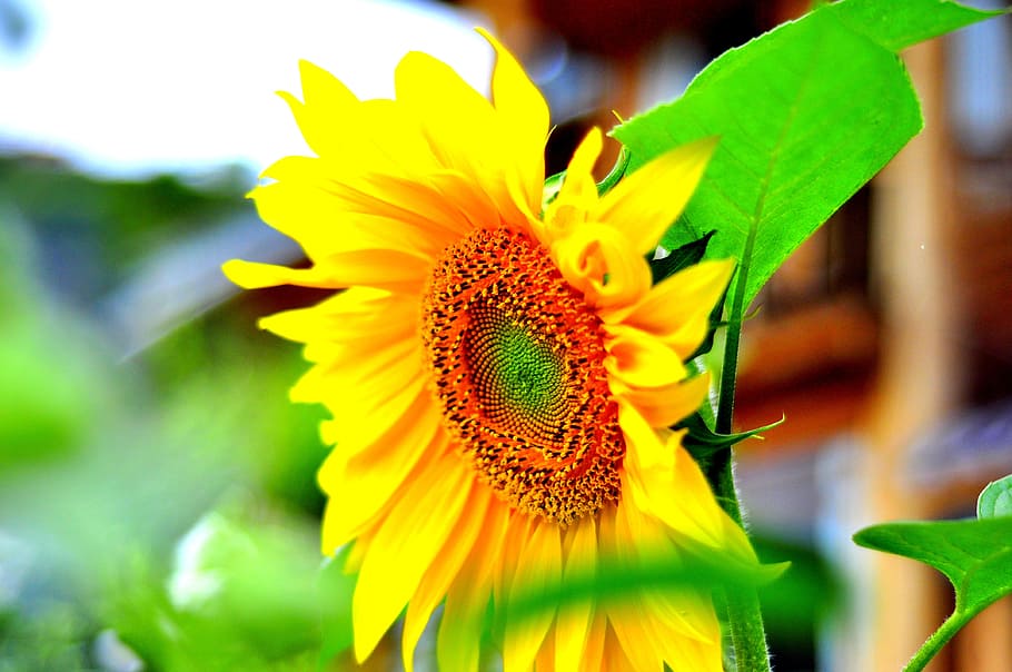 sunflower, views, fragrant flowers, flowering plant, freshness HD wallpaper