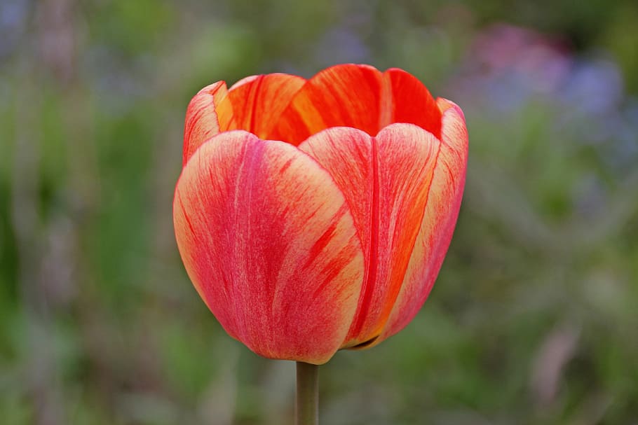 tulip, flower, spring, red, flowers, cut flowers, spring flowers HD wallpaper