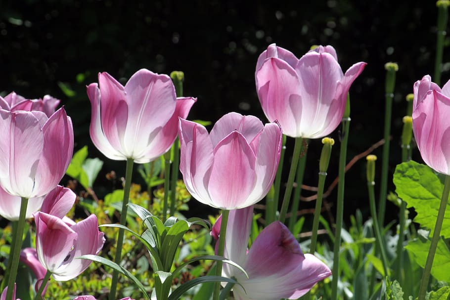 tulip, pink, flowering plant, petal, beauty in nature, freshness HD wallpaper