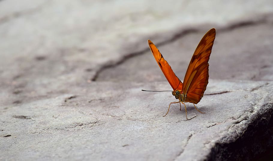 selective focus photography of red butterfly perched on gray surface HD wallpaper