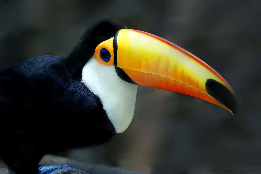 Tucano, Bird, toucan, animal, wildlife, nature, beak, multi Colored, HD wallpaper