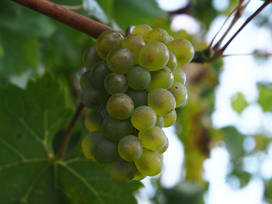 grape, fruit, bio, grapes, eat, healthy, green, food, winegrowing HD wallpaper