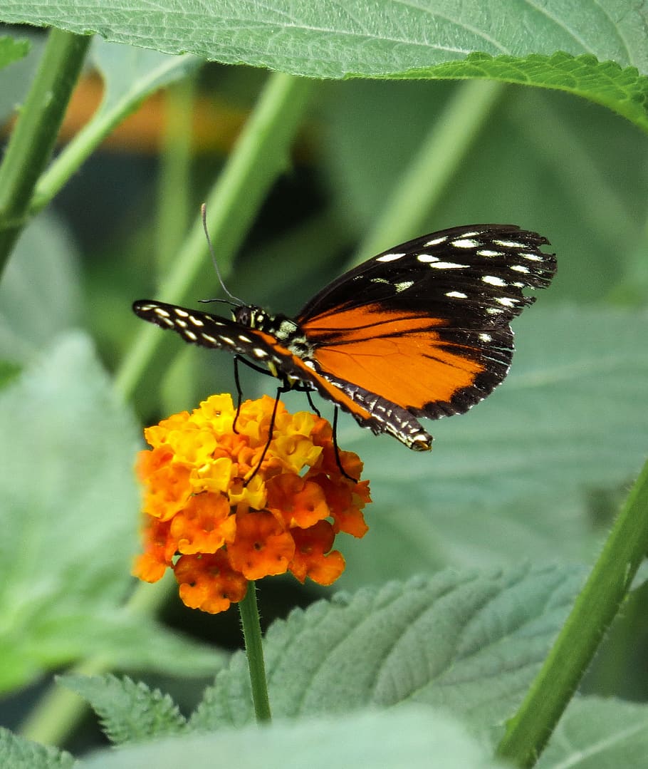 butterfly, insect, close up, wing, probe, flower, flowering plant HD wallpaper