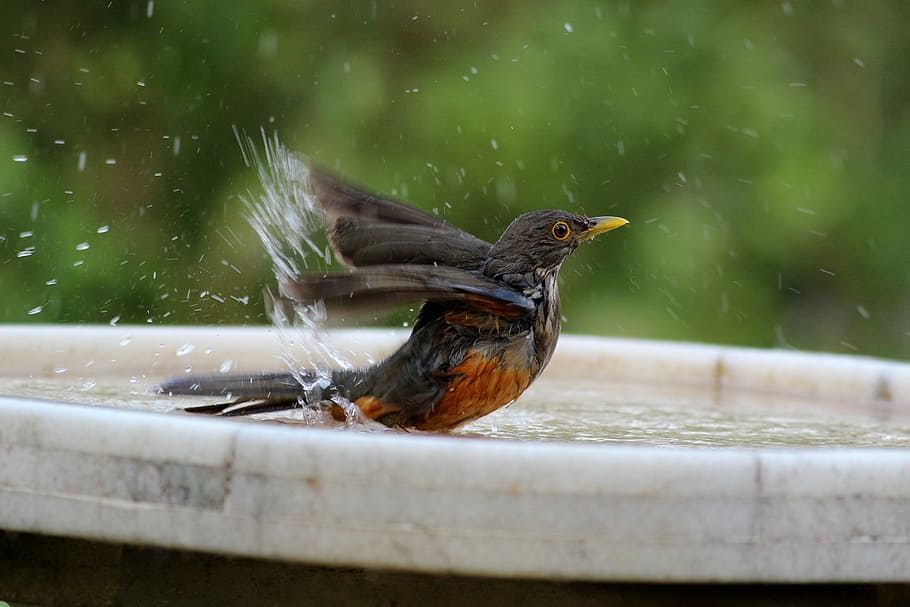 tilt shift photo of bird on birdbath, bathing, know orange HD wallpaper