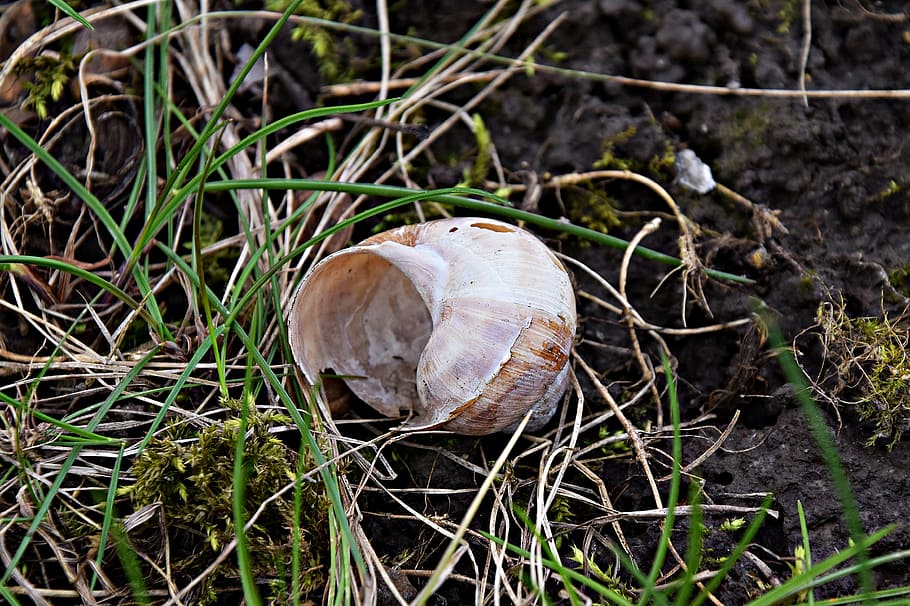 snail, nature, grass, forest, closeup, scallop, spring, land HD wallpaper