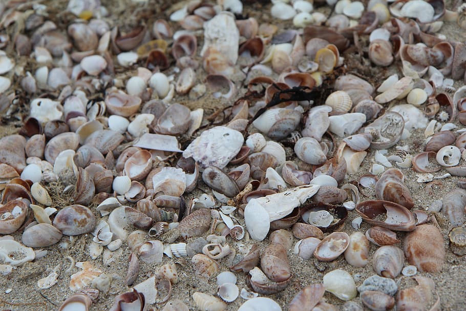 shells, beach, brittany, quiberon, sand, sea, backgrounds, abundance, HD wallpaper