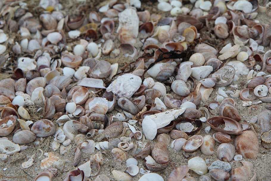 shells, beach, brittany, quiberon, sand, sea, backgrounds, abundance HD wallpaper