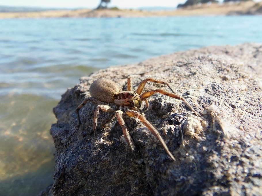 spider, insects, nature, tarantula, rock, one animal, animal themes HD wallpaper