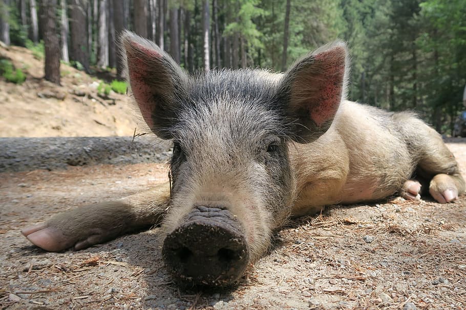 grey piglet resting on floor, wild pig, little pig, corsican, HD wallpaper