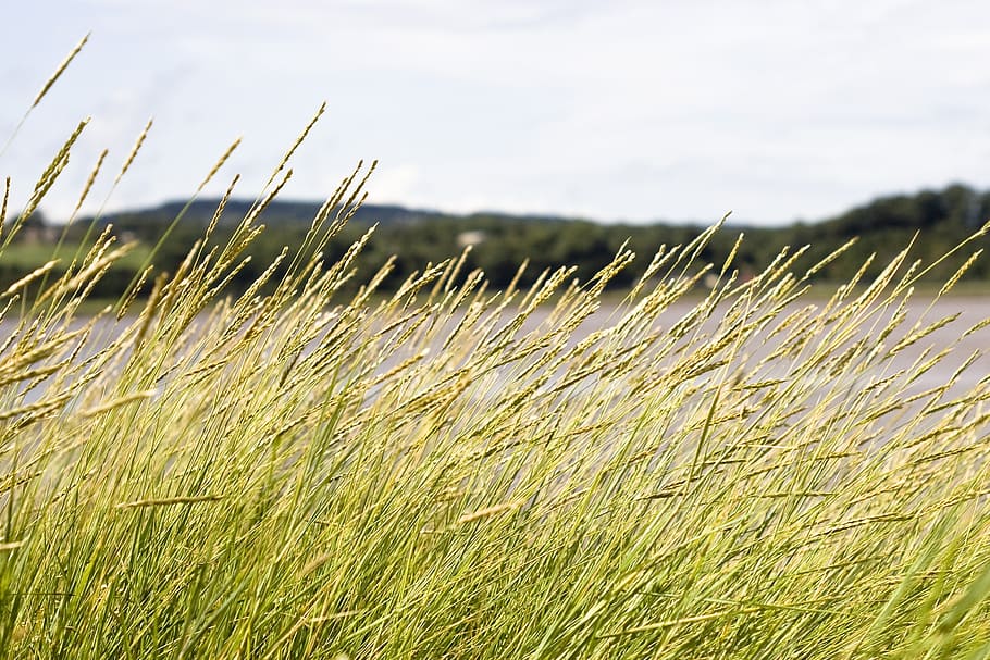 selective focus photography of wind blowing on green grass near asphalt road HD wallpaper