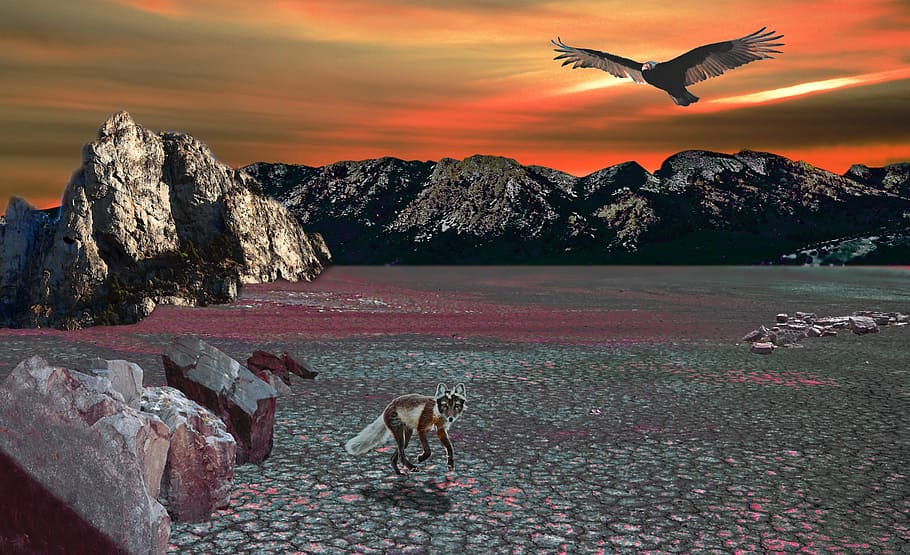 digital effect, desert, fantasy, animal themes, one animal HD wallpaper