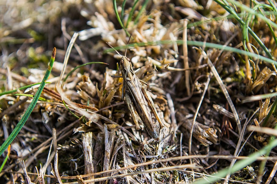 grille, grass, insect, nature, close, plant, close-up, day HD wallpaper