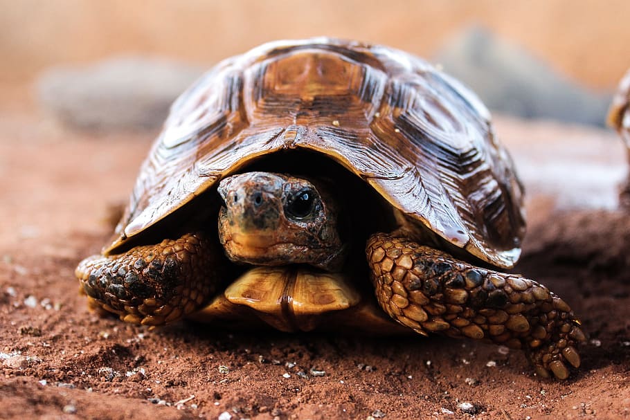 brown turtle, nature, slow, hull, animal, silvestre, animal themes HD wallpaper