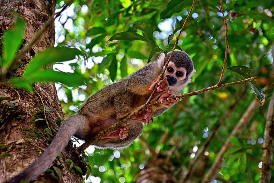 gray monkey resting on tree branch, brown and black sloth on tree at daytime HD wallpaper