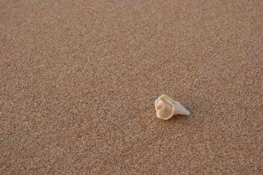 beach, conch, sand, summer, costa, sea, nature, animal Shell HD wallpaper