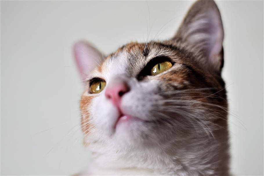 cats, animals, pets, kitten, domestic, cat eyes, animal themes HD wallpaper