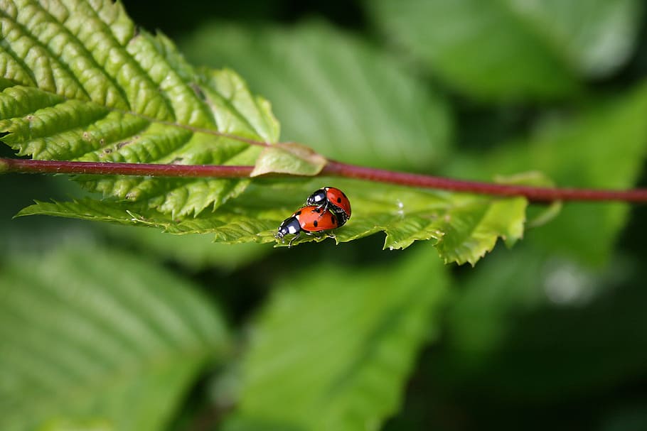 ladybugs, green, sheet, leaves, garden, nature, fauna, flora HD wallpaper